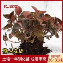 Yi Minnan fresh clematis soil cultivation domesticated seedlings seedling non-bottle seedlings Fujian Nanjing Hongxia fresh product potted plants