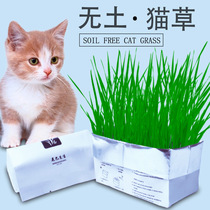 Mr tail soil-free cat grass Hydroponic pulp soil watering can turn cats into hairball grass Lazy organic cat grass