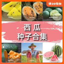 Seed Hunter Heirloom Watermelon Seeds Collection Imported Heirloom Saviors Watermelon Potted Fruit