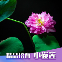 Open bowl lotus seeds Four Seasons sown hydroponic potted lotus seed Green Plant aquatic flowers 20
