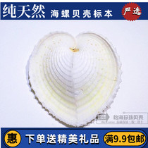 Natural Concentric Clam Conch Shell Coral Starfish Heart Shaped Shell Love Shell Valentines Day Gift Full 28