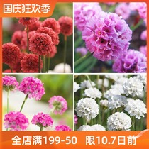 Sea Caryophylla Seedlings Seedlings Four Seasons Flowering Potted Plants Balcony Courtyard Summer and Autumn Perennial Dianthus