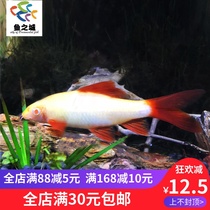 Fish City Pink Shark Scavenger Live Rainbow Shark Clean Fish Grass Tank Clean Fish Tropical Ornamental Fish Live
