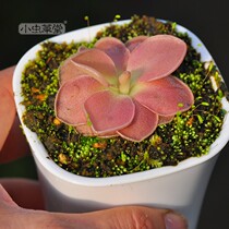 Sayphus insect Pansy Wesseti small Cordyceps eat insects succulent plants potted Cordyceps cannibal anti-radiation