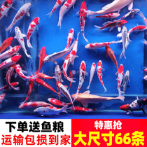 Koi Live Fish Seedle Pure Red and White Tricolor Small Freshwater for Live Cold Water Red Goldfish