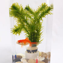 Aquarium landscape background really plants living Pteris vittata cylinder decoration goldfish algae lazy novice has stems class