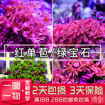 Red single bag emerald flower Japanese single Bud Jasmine daffodil coral soft LPS sea water tank real live quiet wind