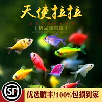 Angel Fish Yellow Jersey Green Coat Tiger Angel Aquatic Tropical Ornamental Small Fish Sloth New Hands Starter Fluorescent Fish Living