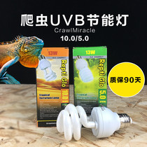 CM tortoise chameleon lizard mane lion reptile UVB energy-saving lamp 5 0 10 0 calcium supplement sun lamp succulent plant