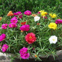 Mixed color double flower seedling potted indoor outdoor balcony green flower root horse cauliflower flower flowers