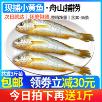 Zhoushan fresh small yellow croaker 3kg Ningbo sea fishing seafood fitness meal deep sea fish fresh small yellow croaker