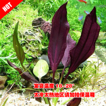 Purple Purple Baron Crown Black Egg Crown Rare Water Grass Fishbowl in view Rear View Grass Water Leaves