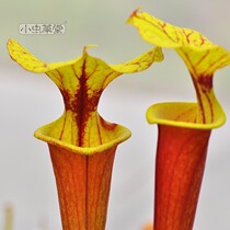 Yellow bottle grass Red tube small cordyceps tang Large insectivorous plant fragrance potted plant Garden balcony Xiyang Su root Fast drying