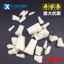 Dental mouth model 24 lactation tooth children have dental tooth dentures and students practice dental tooth scattering 5