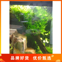 Aquarium fish tank Scape Water Grass-Triangle Moss Moss (20 * 8cm) sheet (foreground grass)