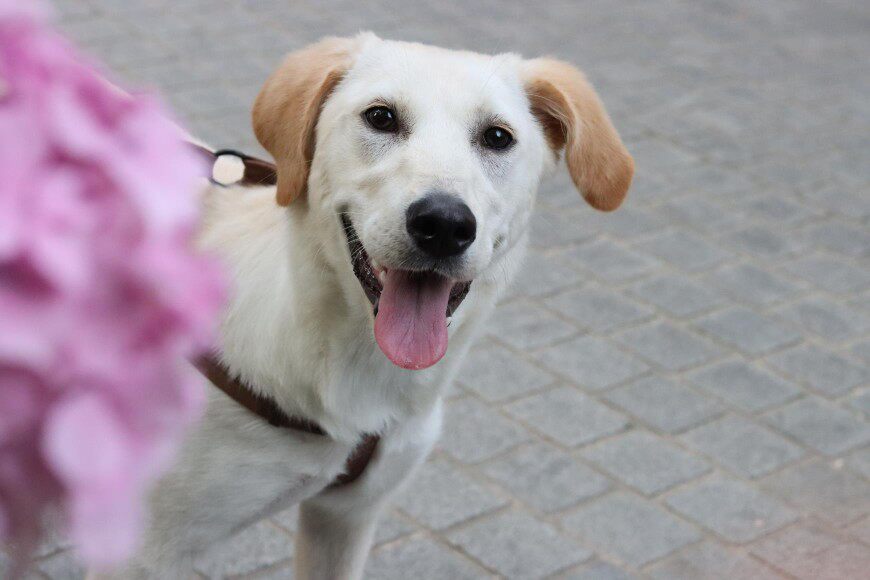 凯锐思犬主粮口碑怎样？详细解密有谁用过？