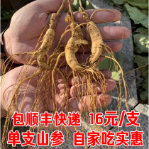 Ginseng wild ginseng whole branch dry ginseng Changbai Mountain ginseng ginseng under Forest ginseng non-ginseng gift box bulk ginseng mountain ginseng