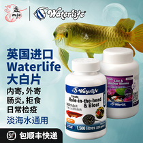 British Waterlife big white film sent inside and outside to send Dragon and Tiger tropical fish head hole enteritis external mail daily quarantine