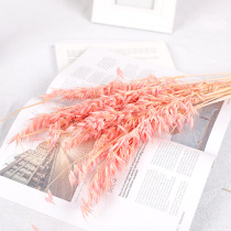 Oatmeal spike Yunnan natural dried flowers Rural pastoral style home decoration Sen department wall-mounted photo studio swing shooting props