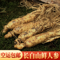 Yangyi ginseng Wild mountain ginseng All kinds of specifications Changbai Mountain belt soil fresh forest ginseng Whole branches soak wine Fresh ginseng Big ginseng Big ginseng