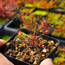 Droseraaffinis Droseraaffinis Small Cordyceps Hall Insectivorous plant Potted Felt moss Rare