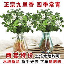 Nine miles of incense flower pot flowers flowering seven miles of incense insect repellent plant indoor balcony