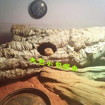 Portuguese Cork Tree Cave Giant Vigil reptile lizard mascara to hide from REPASHY PANGEA