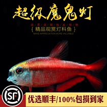 Super Red Devil Light Fish Super Yellow Devil Light Green Blood Red Ribbon 1 Type 2 Small Tropical Lamp Fish Live