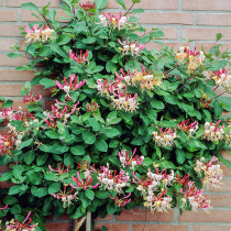 Heidis garden safflower honeysuckle hardy shade-tolerant courtyard climbing rattan flower viewing style fence plant flower seedling potted