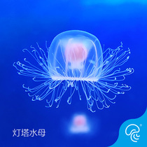 Lighthouse Jellyfish Living Immortality Jellyfish Species Rare Breed Sea Water Ornamental Fish Ornamental Pet Tropical Fish