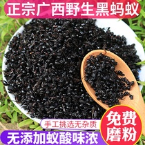 Guangxi black ant dry mountain ant black prickly ant joint pain Chinese herbal medicine brewing wine material 100g