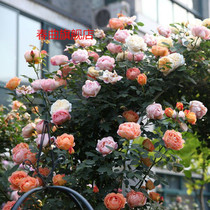 Fujimoto rose rose seedling potted rose seedling vine plant cycle flowering in four seasons