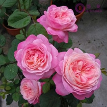 (Fenghua Rose) Sun and moon dream Halo rose flower seedlings balcony potted rose Four Seasons flowering shrubs Rose