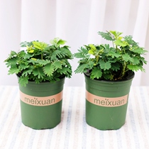 With Shy Grass Small Potted Plant Indoor Plants Good Breeding Bonsai Green Planting Desk Tabletop Easy To Live Balcony Room Fun