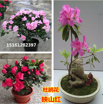 Rhododendron Potted Potted Flowers Outdoor Balcony Flowers of the year Outdoor Balcony Flowers plants with flowers Interior Good raised Flower Courtyard Mao Juan Flower