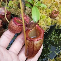 Apricot Yellow Nepenthes Small Cordyceps Herbivorous plant Pot Highland Cordyceps Rare flowers Interesting green plants Mosquito repellent