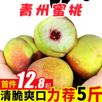 Pure fragrant fruit winter snow peach fruit fresh peach 5kg of seasonal snow peach whole box Qingzhou peach crispy Peach
