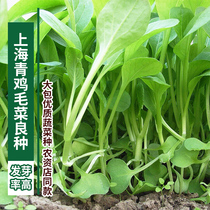 Shanghai green chicken rapeseed seed courtyard balcony potted disease-resistant high-yield vegetable seeds seeding in the South Four Seasons