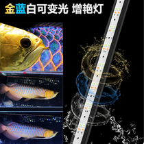 Ma Yin magic lamp golden dragon fish tank lamp LED waterproof lamp dual mode gold Blue White enhancement lamp aquatic lamp