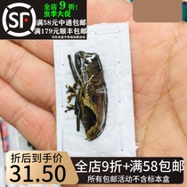 Malay eye spotted cow specimen Paraleprodera inidiosa Insect Real Beetle Collection Art Design