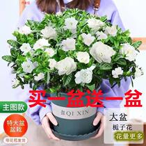 (Large Basin of Gardenia Flowers Buy One Basin For A Basin) Flowers Green Plant Indoor Table Potted Plant Purifying Air Suction