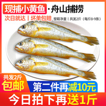 Zhoushan fresh small yellow croaker 8-9 Jin Ningbo sea catch chilled deep sea fish seafood aquatic fitness meal fresh