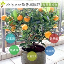 Kumquat orange tree organic compound granular fertilizer grape fig pomegranate lemon special fertilizer flower nutrient soil