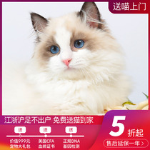 Hangzhou physical puppet cat kitten cat living purebred fairy living blue double puppet cat sea double puppet cat