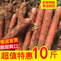 Farm carrots eat raw sweet crispy fruit type fresh red sand nest carrot juice crispy sweet vegetables 10kg pack