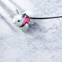 Walking rabbit traction rope traction clothes Rabbit Rabbit vest rabbit vest style rope pet lob rabbit Dutch pig rope supplies