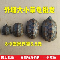 Foreign Pond Chinese Grass Turtle Gold Thread Black Belly Grass Turtle to watch Fortune Turtle let live Pet tortoise Tortoise Living Bag Live