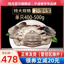 New products Lu Long red paste Crab Super Spec Ningbo Choking Crab Salty Crab Shuttle Crab Frozen Aquatic 900g 2 Only