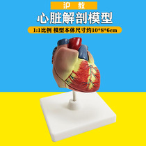 Heart anatomy model can be disassembled junior high school biology teaching instruments Physiological teaching aids human body