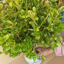 Green planting winter seedling potted plants resistant to cold seasons outdoor purifying air large well raised